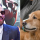 Image for article titled PSA: Chris Evans is actually a golden retriever